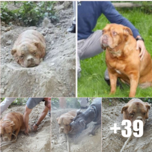 French Mastiff Barbarically Buried Alive in Dirt by Abusive Owner and Abandoned to Perish
